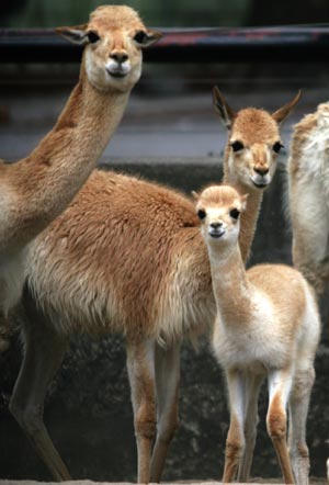 A baby alpaca rests at a zoo in Buenos Aires, capital of Argentina, Feb. 4, 2009. Four baby animals, which were born from last October to January, met the visitors for the first time on Wednesday. [Martin Zabala/Xinhua]