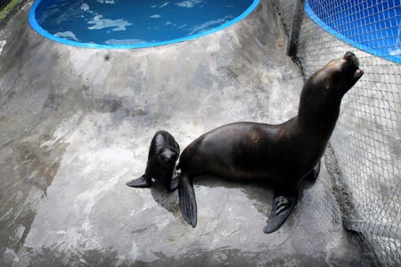 A baby seal follows its mother at a zoo in Buenos Aires, capital of Argentina, Feb. 4, 2009. Four baby animals, which were born from last October to January, met the visitors for the first time on Wednesday. [Martin Zabala/Xinhua] 