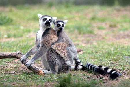  A baby lemur rests on the back of its mother at a zoo in Buenos Aires, capital of Argentina, Feb. 4, 2009. Four baby animals, which were born from last October to January, met the visitors for the first time on Wednesday. [Martin Zabala/Xinhua]