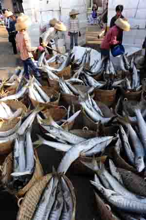 People pack fish into boxes in Tanmen Township of Qionghai, south China's Hainan Province, Feb. 7, 2009. The inshore fishing keeps flourishing here at the beginning of spring this year.