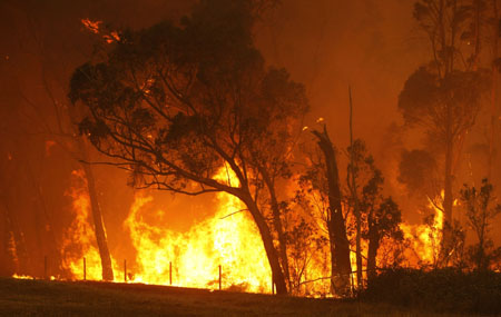 A bushfire burns through a forest on the outskirts of Labertouche, 90km (56 miles) east of Melbourne February 7, 2009. Aircraft dropped water bombs on raging Australian bush fires on Saturday as a 