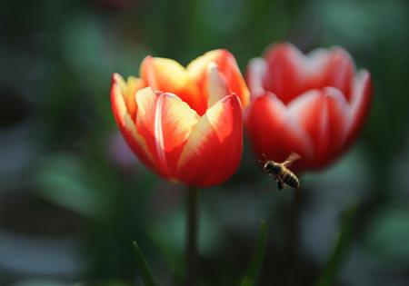 Photo taken on Feb. 5, 2009 shows blooming tulips attracting a bee in the West Lake Park in Fuzhou, capital of southeast China&apos;s Fujian Province. Spring comes to the province. [Photo: Xinhua] 