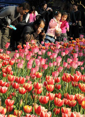 Visitors enjoy blooming tulips in the West Lake Park in Fuzhou, capital of southeast China&apos;s Fujian Province, Feb. 5, 2009. Spring comes to the province. [Photo: Xinhua] 