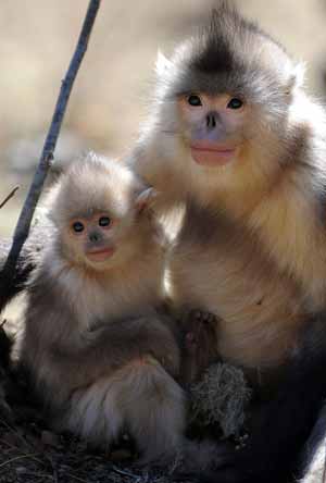 Yunnan golden monkeys (rhinopithecus roxellanae) are seen at the Baima Snow Mountain State Nature Reserve in Diqing Tibetan Autonomous Prefecture, southwest China's Yunnan Province, Feb. 8, 2009. 