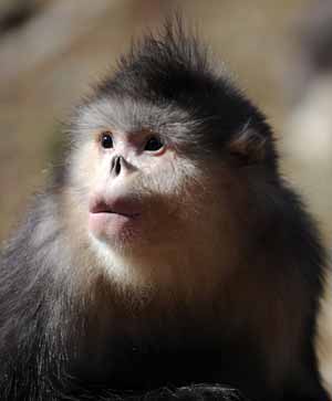 A Yunnan golden monkey (rhinopithecus roxellanae) is seen at the Baima Snow Mountain State Nature Reserve in Diqing Tibetan Autonomous Prefecture, southwest China's Yunnan Province, Feb. 8, 2009. 