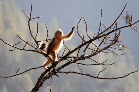 A Yunnan golden monkey (rhinopithecus roxellanae) walks on a tree at the Baima Snow Mountain State Nature Reserve in Diqing Tibetan Autonomous Prefecture, southwest China's Yunnan Province, Feb. 8, 2009. 