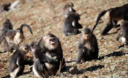 Yunnan golden monkeys (rhinopithecus roxellanae) are seen at the Baima Snow Mountain State Nature Reserve in Diqing Tibetan Autonomous Prefecture, southwest China's Yunnan Province, Feb. 8, 2009. 