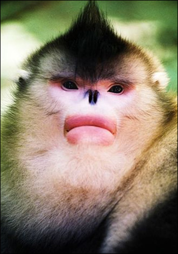 Yunnan snub-nosed monkeys 
