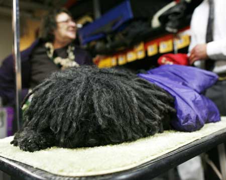 Barney, a Puli, sits during the first day of the 2009 Westminster Dog Show in New York Feb. 9, 2009.