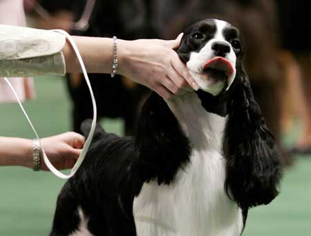 A Springer Spaniel is held by its handler during the first day of the 2009 Westminster Dog Show in New York Feb. 9, 2009.