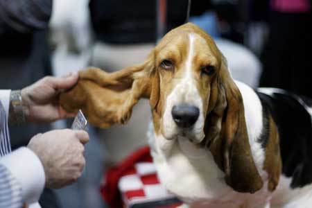 A Basset Hound named Buggy has his ears combed before competing during the first day of the 2009 Westminster Dog Show in New York Feb. 9, 2009. 