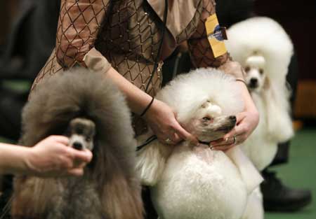 Handlers adjust the faces of their Miniature Poodles while competing during the first day of the 2009 Westminster Dog Show in New York Feb. 9, 2009.