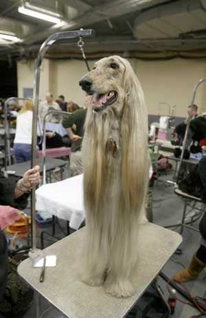 An Afghan Hound named Gable waits to be groomed before competing during the first day of the 2009 Westminster Dog Show in New York Feb. 9, 2009. 