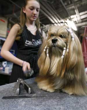 A Lhasa Apso is groomed before competing during the first day of the 2009 Westminster Dog Show in New York Feb. 9, 2009.