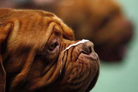 A Dogue de Bordeaux is pictured with saliva stuck to its nose during judging in the Working Group at the 2009 Westminster Dog Show in New York February 10, 2009. 