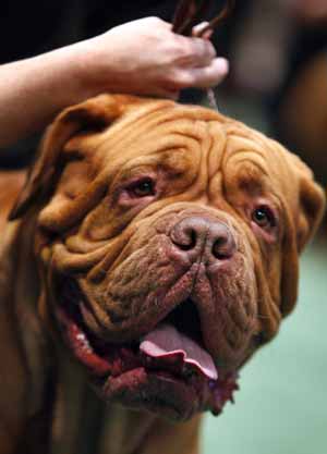 Brando, a Dogue de Bordeaux and winner of Best in Breed, is pictured during competition in the Working Group at the 2009 Westminster Dog Show in New York February 10, 2009. 