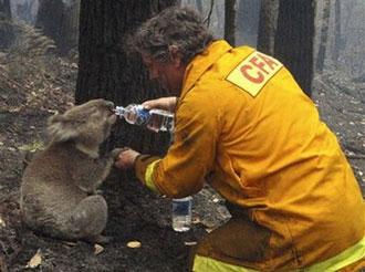 Local CFA firefighter David Tree shares his water with an injured Australian Koala at Mirboo North after wildfires swept through the region. 