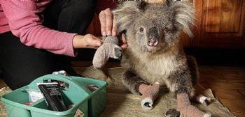 Doctors help an injured Australian Koala.