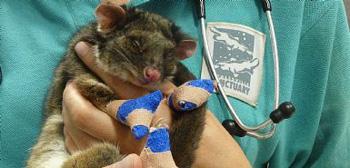 This opossum's claws has been tied up by doctors.