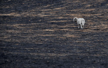 A goat is seen in a field burnt out by bushfires in a town near Melbourne February 11, 2008. [Xinhua] 