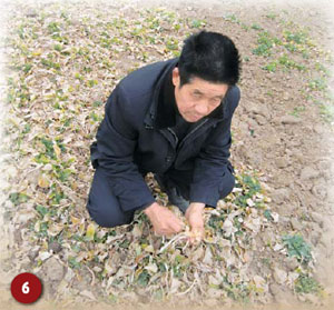 Villager Gao Guobin checks his rapeseed on farmland in Pingdingshan, in the central Henan province, which has been hit by the worst drought since 1951. [Hu Yinan/China Daily] 