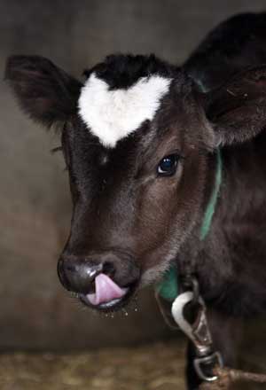 Photo taken on Feb. 11, 2009 shows the calf born with a white heart-shaped pattern on his forehead at the Yamakun farm in Fujisawa, Kanagawa Prefecture of Japan. 