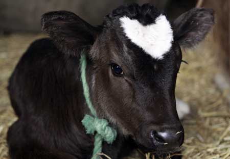 Photo taken on Feb. 11, 2009 shows the calf born with a white heart-shaped pattern on his forehead at the Yamakun farm in Fujisawa, Kanagawa Prefecture of Japan.