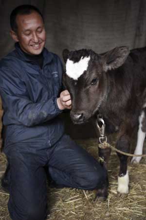 The calf born with a white heart-shaped pattern on his forehead stays with his owner at the Yamakun farm in Fujisawa, Kanagawa Prefecture of Japan, on Feb. 11, 2009. 