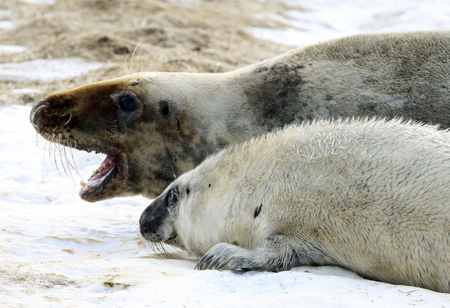 A mother grey seal calls out next to her pup on Hay island off the coast of Nova Scotia February 11, 2009. East coast sealers postponed the hunt for 2,200 seal on the island after failing to find a buyer for the pelts.