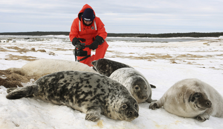 A Humane Society of the United States cameraman films a herd of Grey seals on Hay island off the coast of Nova Scotia, February 11, 2009. 