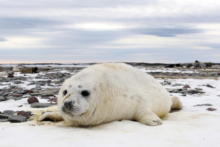 A grey seal pup is seen on Hay island off the coast of Nova Scotia February 11, 2009. East coast sealers postponed the hunt for 2,200 seal on the island after failing to find a buyer for the pelts.