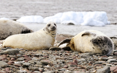 Young grey seals are seen on Hay island off the coast of Nova Scotia February 11, 2009.