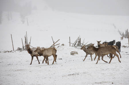 Deers run in the snow in Hami, northwest China's Xinjiang Ugyur Autonomous Region, Feb. 11, 2009.