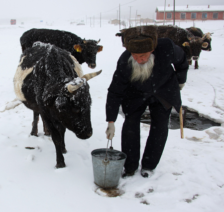 An old man waters oxen in the snow in Hami, northwest China's Xinjiang Ugyur Autonomous Region, Feb. 11, 2009.