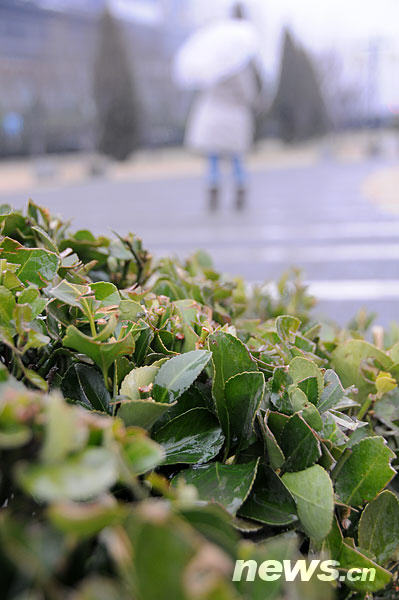 Green plants finally catch some rain near Xibianmen in Beijing on Thursday, February 12, 2009. [Xinhua] 