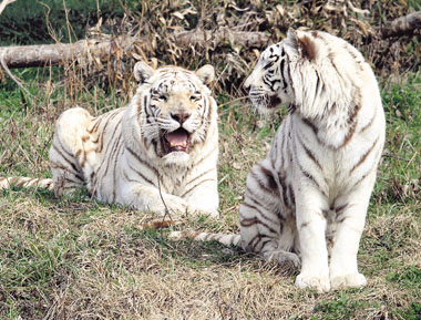 Sha Sha and Na Na, a white tiger couple imported from the United States, relax in their new residence at Shanghai Wildlife Park yesterday. [Su Feilong/Shanghai Daily]