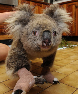 A Koala nicknamed Sam, saved from the bushfires in Gippsland, is cared at the Mountain Ash Wildlife Center in Rawson, 100 miles (170 kilometers) east of Melbourne, Australia, where workers were scrambling to salve the wounds of possums, kangaroos and lizards Wednesday, Feb. 11, 2009.[chinanews.cn] 