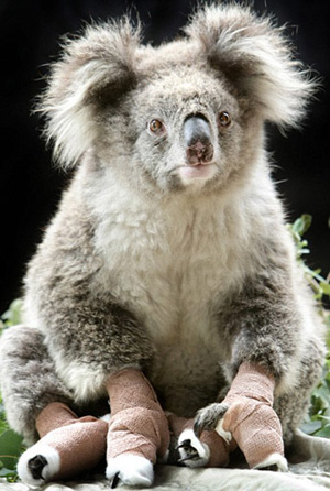 A Koala nicknamed Sam, saved from the bushfires in Gippsland, is recovering at the Mountain Ash Wildlife Center in Rawson, Australia, where workers were scrambling to salve the wounds of possums, kangaroos and lizards Wednesday, Feb. 11, 2009. [chinanews.cn]