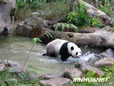 Panda 'Yuan Yuan' plays outdoors at the Taipei Zoo, southeast China's Taiwan, Feb. 14, 2009. [Xinhua]