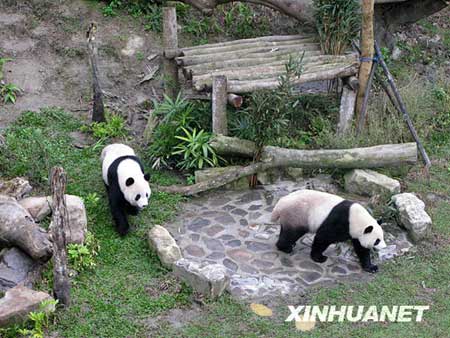 Pandas sent by the Chinese mainland to Taiwan, 'Tuan Tuan' and 'Yuan Yuan', play outdoors at the Taipei Zoo, southeast China's Taiwan, Feb. 14, 2009. [Xinhua]