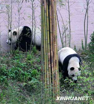 Pandas sent by the Chinese mainland to Taiwan, 'Tuan Tuan' and 'Yuan Yuan', play outdoors at the Taipei Zoo, southeast China's Taiwan, Feb. 14, 2009. [Xinhua]