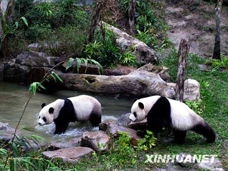 Pandas sent by the Chinese mainland to Taiwan, 'Tuan Tuan' and 'Yuan Yuan', play outdoors at the Taipei Zoo, southeast China's Taiwan, Feb. 14, 2009. The pair of pandas, whose Chinese names together means reunion, made their outdoor debut on the Valentine's Day. They started to meet indoor visitors on Jan. 26, 2009. They arrived on the island on Dec. 23, 2008. [Xinhua]