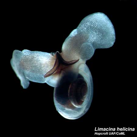 A swimming snail (Limacina helicinia) that lives in both Arctic and Antarctic waters is seen in an undated handout picture. The snail is one of 235 cold-loving species found in both polar regions in a puzzle for scientists about how they reached both ends of the world. [Xinhua/Reuters]