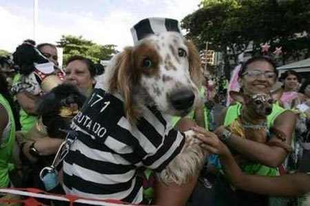 Carnival revellers walk with their costumed dogs during pre-carnival festivities in an afternoon presentation along Copacabana beach in Rio de Janeiro February 15, 2009.[Xinhua/Reuters]