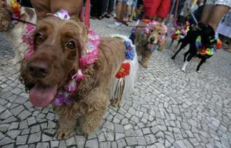 Carnival revellers walk with their costumed dogs during pre-carnival festivities in an afternoon presentation along Copacabana beach in Rio de Janeiro February 15, 2009. [Xinhua/Reuters]