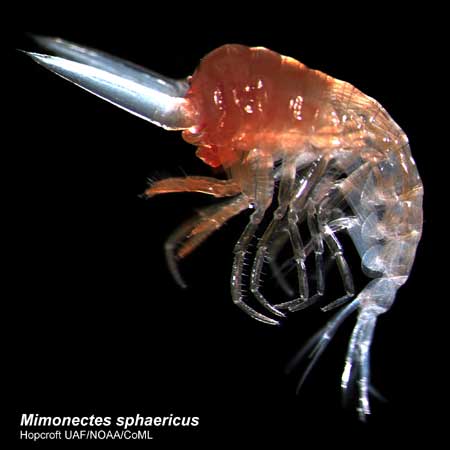 The Mimonectes sphaericus, an amphipod crustacean living upon jellyfish and their kin in both the Arctic and Antarctic, is seen in this undated handout. The large sword-like antennae only occur in males. At least 235 types of cold-loving creatures thrive in both Arctic and Antarctic seas, puzzling scientists about how they got to both ends of the earth, a study showed on Sunday. [Xinhua/Reuters]