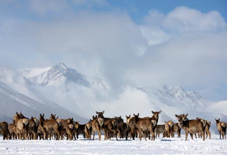 A herd of red deer are seen on a snow-covered pasture at the foot of Tianshan Mountain in Hami, northwest China's Xinjiang Uygur Autonomous Region, Feb. 14, 2009. The number of the red deer, camels and ostriches here is increasing in recent years, due to the improvement of featured raising measures. [Zhu Zhenghua/Xinhua] 