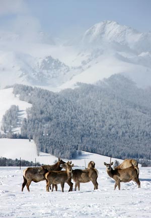 Some red deer are seen on a snow-covered pasture at the foot of Tianshan Mountain in Hami, northwest China's Xinjiang Uygur Autonomous Region, Feb. 14, 2009. [Zhu Zhenghua/Xinhua]