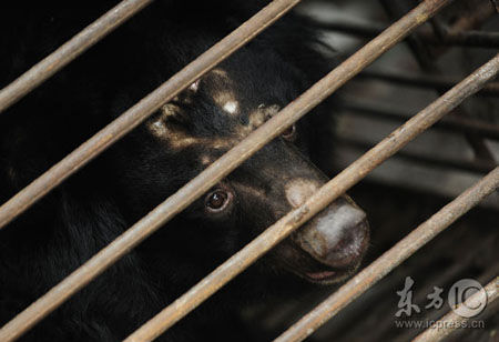 A black bear was saved after crooks damaged its gall bladders to remove bile used in many traditional Chinese medicines.