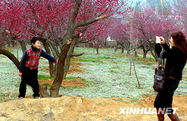 A mother and son take photos with plum blossoms in Lincheng Township, Changxing County, east China's Zhejiang Province, Feb. 15, 2009.[Photo: Xinhuanet]